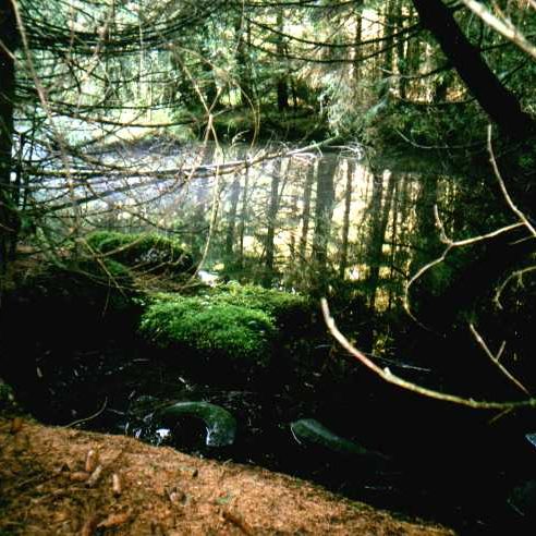 Quelle Wasser Trinkwasser Schnaitsee